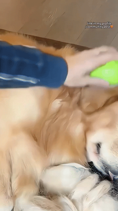 Cepillo Vapor Para Mascota - Imagen 3